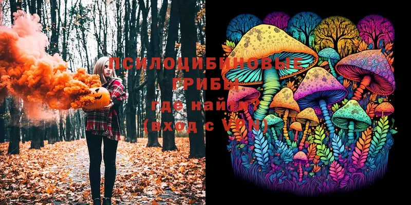 где можно купить   Кологрив  Галлюциногенные грибы Psilocybe 